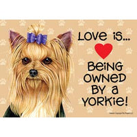 Owned by a Yorkie